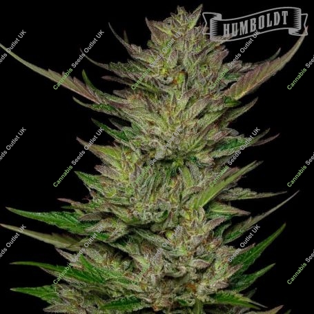 Don Carlos Feminized Marijuana Strain by Humboldt Seed Company For Sale Online at Cannabis Seeds Outlet