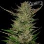 Don Carlos Feminized Marijuana Strain by Humboldt Seed Company For Sale Online at Cannabis Seeds Outlet