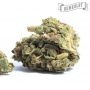 Humboldt Seed Company Don Carlos Smoke Buds Weed Ganja Skunk Dope Pot Images Pics Nuggets