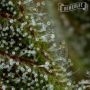 Don Carlos Feminized by Humboldt Seed Company THC Content Potency Strength CBD Height Yield Flowering Time Indica Sativa Genetic