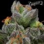 Caramel Cream Feminized by Humboldt Seed Company THC Content Potency Strength CBD Height Yield Flowering Time Indica Sativa Gene