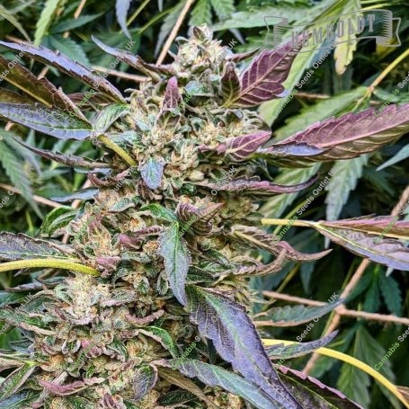 Caramel Cream Feminized Marijuana Strain by Humboldt Seed Company For Sale Online at Cannabis Seeds Outlet