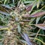 Caramel Cream Feminized Marijuana Strain by Humboldt Seed Company For Sale Online at Cannabis Seeds Outlet