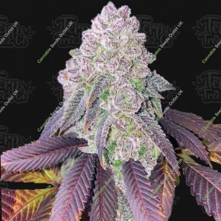 RS11 Feminized Marijuana Strain by Terp Treez Seed Co For Sale Online at Cannabis Seeds Outlet