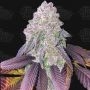 RS11 Feminized Marijuana Strain by Terp Treez Seed Co For Sale Online at Cannabis Seeds Outlet