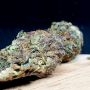 Growers Choice RS11 Smoke Buds Weed Ganja Skunk Dope Pot Images Pics Nuggets