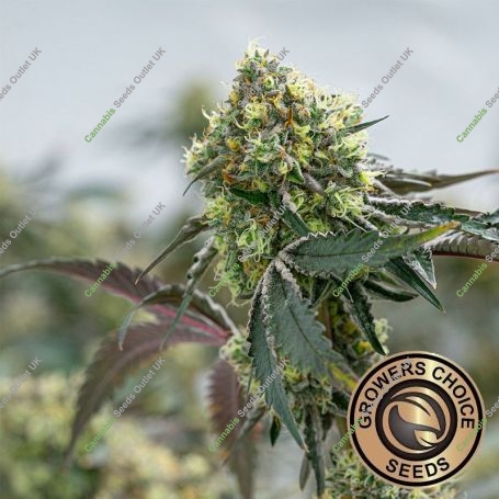 RS11 Feminized Marijuana Strain by Growers Choice For Sale Online at Cannabis Seeds Outlet