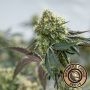 RS11 Feminized Marijuana Strain by Growers Choice For Sale Online at Cannabis Seeds Outlet