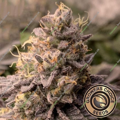 Applez and Bananaz Feminized Marijuana Strain by Growers Choice For Sale Online at Cannabis Seeds Outlet