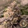 Applez and Bananaz Feminized Marijuana Strain by Growers Choice For Sale Online at Cannabis Seeds Outlet