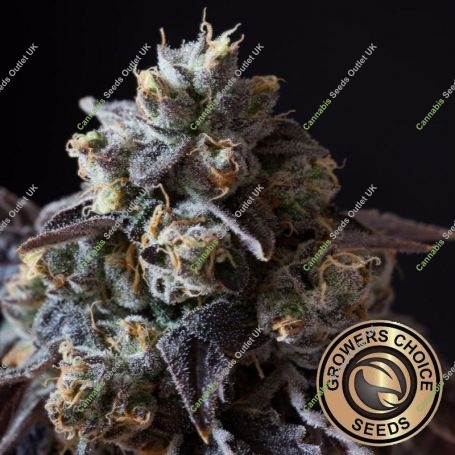 Frozen Cherry Runtz Marijuana Strain by Growers Choice For Sale Online at Cannabis Seeds Outlet