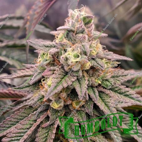 Forbidden Fruit Fast V Marijuana Strain by Humboldt Seed Organisation For Sale Online at Cannabis Seeds Outlet