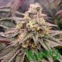 Forbidden Fruit Fast V Marijuana Strain by Humboldt Seed Organisation For Sale Online at Cannabis Seeds Outlet