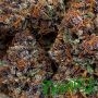 Forbidden Fruit Fast V by Humboldt Seed Organisation THC Content Potency Strength CBD Height Yield Flowering Time Indica Sativa 