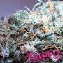 Geist OG Fast V by Humboldt Seed Organisation THC Content Potency Strength CBD Height Yield Flowering Time Indica Sativa Genetic