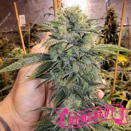 Geist OG Fast V Marijuana Strain by Humboldt Seed Organisation For Sale Online at Cannabis Seeds Outlet