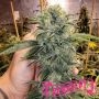 Geist OG Fast V Marijuana Strain by Humboldt Seed Organisation For Sale Online at Cannabis Seeds Outlet