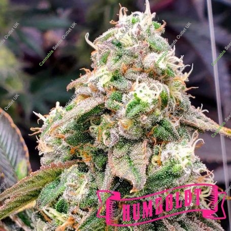 Gushers Fast V Marijuana Strain by Humboldt Seed Organisation For Sale Online at Cannabis Seeds Outlet