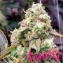 Gushers Fast V Marijuana Strain by Humboldt Seed Organisation For Sale Online at Cannabis Seeds Outlet