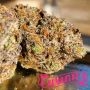 Humboldt Seed Organisation Gushers Fast V Smoke Buds Weed Ganja Skunk Dope Pot Images Pics Nuggets