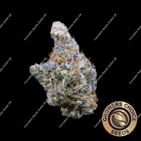 Mimosa Gushers Marijuana Strain by Growers Choice For Sale Online at Cannabis Seeds Outlet