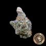 Mimosa Gushers Marijuana Strain by Growers Choice For Sale Online at Cannabis Seeds Outlet
