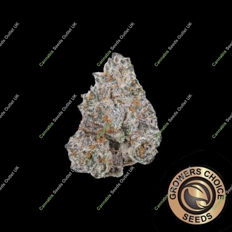 White Truffle Feminized Marijuana Strain by Growers Choice For Sale Online at Cannabis Seeds Outlet