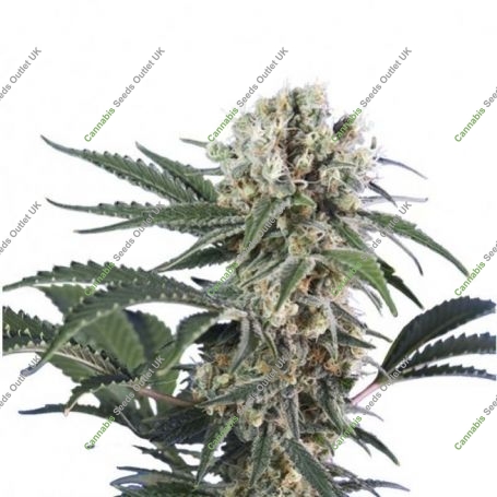 Black Dominia Express Fast V Marijuana Strain by Our Own Weed Breeders For Sale Online at Cannabis Seeds Outlet