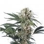 Black Dominia Express Fast V Marijuana Strain by Our Own Weed Breeders For Sale Online at Cannabis Seeds Outlet
