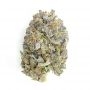 Cannabis Seeds Outlet Weed Strain Black Dominia Express Fast V Marijuana Seeds Original Collector Souvenir Authentic Packaging P