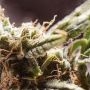 Cannabis Seeds Outlet Black Dominia Express Fast V Smoke Buds Weed Ganja Skunk Dope Pot Images Pics Nuggets