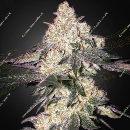 Moweeto Feminized Marijuana Strain by Greenhouse Seeds For Sale Online at Cannabis Seeds Outlet