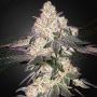 Moweeto Feminized Marijuana Strain by Greenhouse Seeds For Sale Online at Cannabis Seeds Outlet