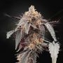 Sugarlato Auto Feminized Marijuana Strain by Greenhouse Seeds For Sale Online at Cannabis Seeds Outlet