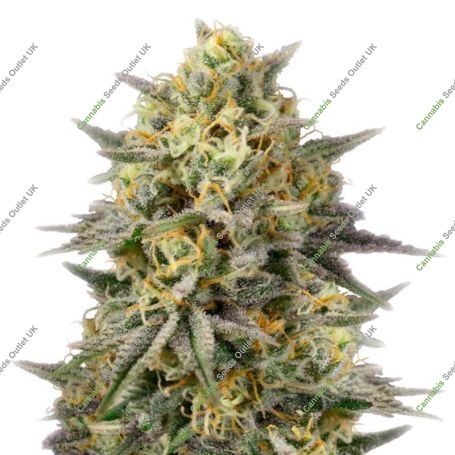 Cannabis Seeds Outlet Critical Cheese Smoke Buds Weed Ganja Skunk Dope Pot Images Pics Nuggets