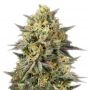 Cannabis Seeds Outlet Critical Cheese Smoke Buds Weed Ganja Skunk Dope Pot Images Pics Nuggets