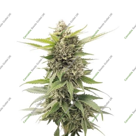C99 Cheese Express Fast V Marijuana Strain by Our Own Weed Breeders For Sale Online at Cannabis Seeds Outlet