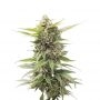 C99 Cheese Express Fast V Marijuana Strain by Our Own Weed Breeders For Sale Online at Cannabis Seeds Outlet
