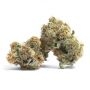Cannabis Seeds Outlet Weed Strain C99 Cheese Express Fast V Marijuana Seeds Original Collector Souvenir Authentic Packaging Pack