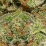 Cannabis Seeds Outlet C99 Cheese Express Fast V Smoke Buds Weed Ganja Skunk Dope Pot Images Pics Nuggets