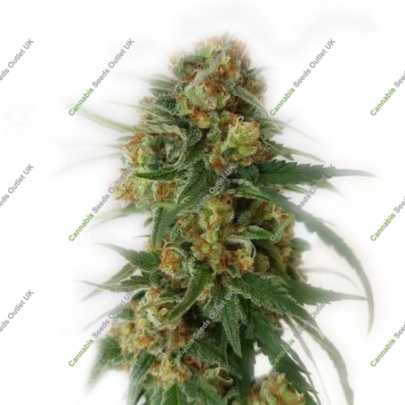 Cinderella 99 Express Fast V Marijuana Strain by Our Own Weed Breeders For Sale Online at Cannabis Seeds Outlet