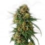 Cinderella 99 Express Fast V Marijuana Strain by Our Own Weed Breeders For Sale Online at Cannabis Seeds Outlet