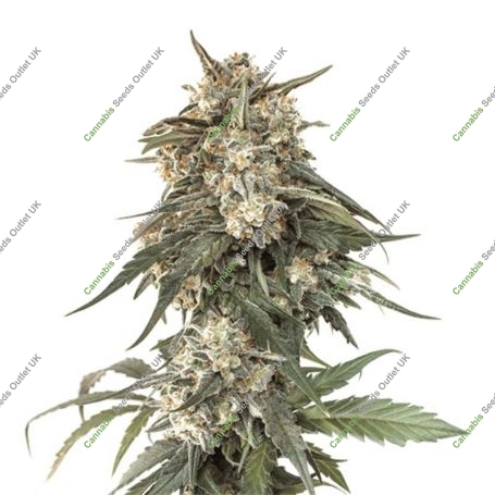 Incredible Bulk Express Fast V Marijuana Strain by Our Own Weed Breeders For Sale Online at Cannabis Seeds Outlet