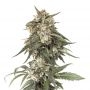 Incredible Bulk Express Fast V Marijuana Strain by Our Own Weed Breeders For Sale Online at Cannabis Seeds Outlet