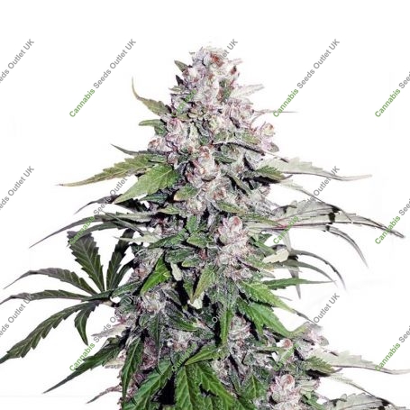 Jack Herer Blueberry Fast V Marijuana Strain by Our Own Weed Breeders For Sale Online at Cannabis Seeds Outlet