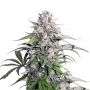 Jack Herer Blueberry Fast V Marijuana Strain by Our Own Weed Breeders For Sale Online at Cannabis Seeds Outlet