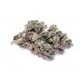 Cannabis Seeds Outlet Weed Strain Jack Herer Blueberry Fast V Marijuana Seeds Original Collector Souvenir Authentic Packaging Pa