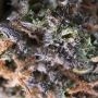 Cannabis Seeds Outlet Jack Herer Blueberry Fast V Smoke Buds Weed Ganja Skunk Dope Pot Images Pics Nuggets