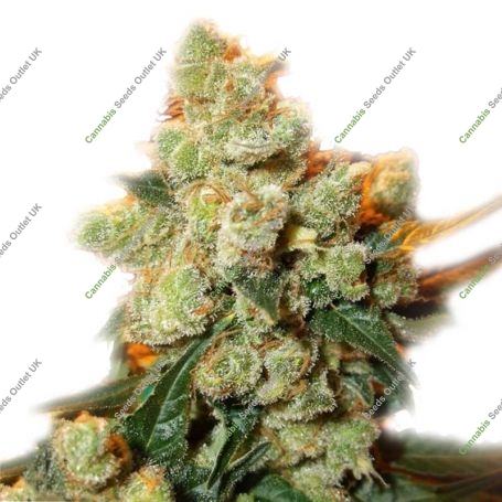 Jacky Marijuana Strain by Our Own Weed Breeders For Sale Online at Cannabis Seeds Outlet