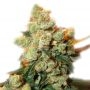 Jacky Marijuana Strain by Our Own Weed Breeders For Sale Online at Cannabis Seeds Outlet